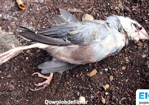 آشنایی با مهمترین دلایل مرگ ناگهانی پرندگان | وب سایت جوجه کشی دات کام