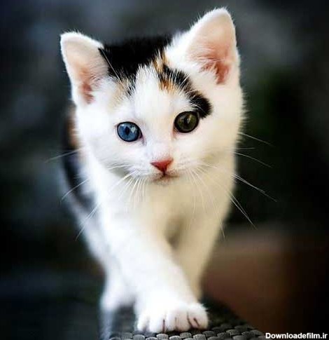 عکس پروفایل گربه +پوستر گربه بانمک 98