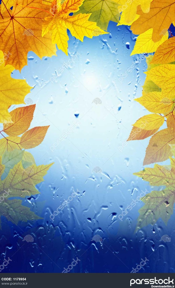 پس زمینه پاییز - سقوط برگ های افرا پنجره با قطرات باران روز ...