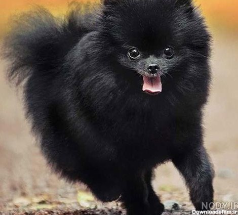 عکس سگ پشمالو سیاه و سفید