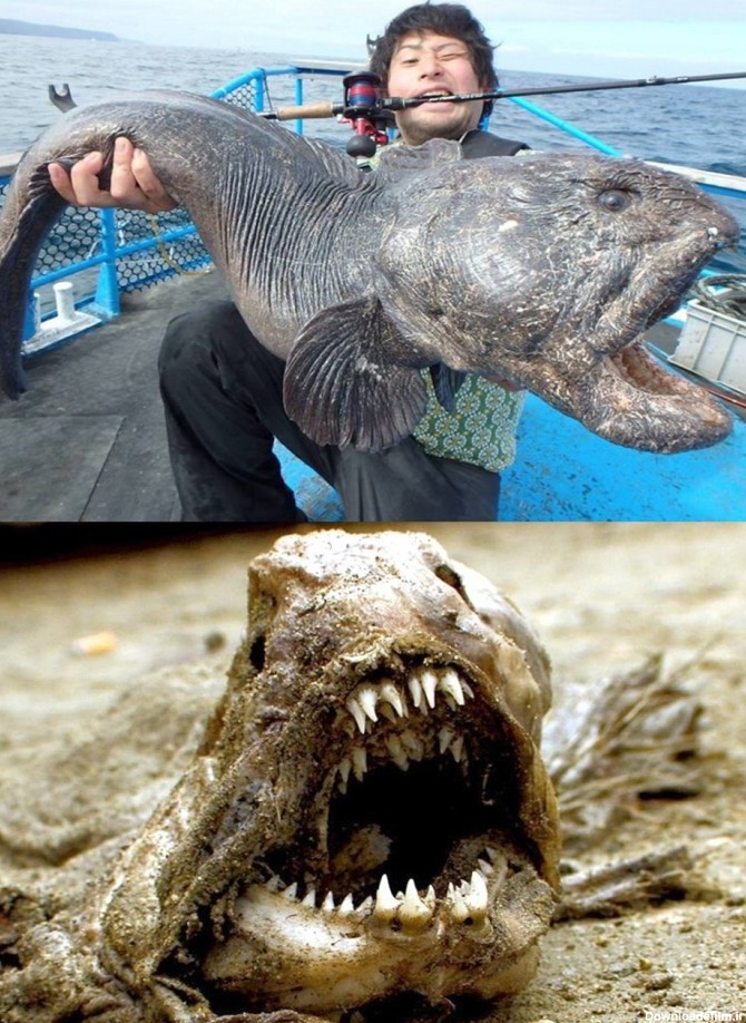 فرارو | (تصویر) صید بزرگترین گرگ ماهی جهان توسط ماهیگیر ژاپنی