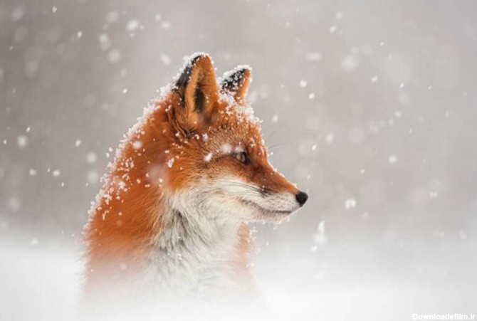 مجموعه عکس روباه زمستان (جدید)