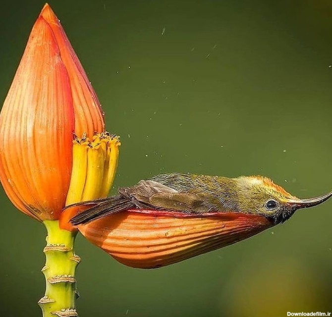 پرنده ای که در گلبرگ استراحت میکند+عکس