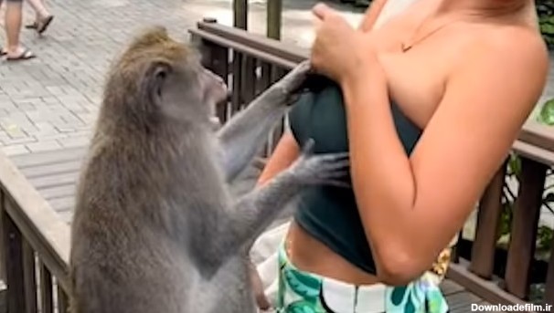 آزار جنسی ملکه زیبایی سابق پرو به دست یک میمون (+عکس)