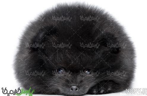 عکس سگ پاکوتاه پشمالو سیاه