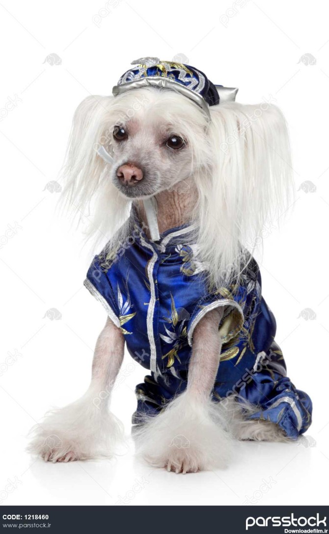 سگ کاکل چینی با لباس های مد روز آبی که روی پس زمینه سفید ژست ...