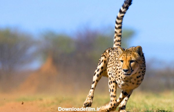 عکس یوزپلنگ در حال دویدن و شکار با سرعت بالا