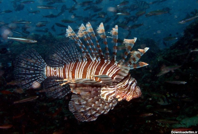 کشف یک ماهی جدید در دریای کارائیب + عکس | پایگاه خبری جماران