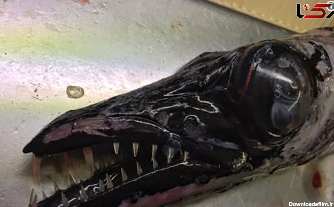 تصاویر زشت ترین ماهی ها را ببینید