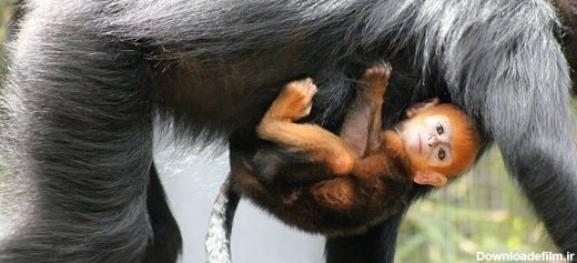 بچه میمونی که دل هم را برده! (+عکس)