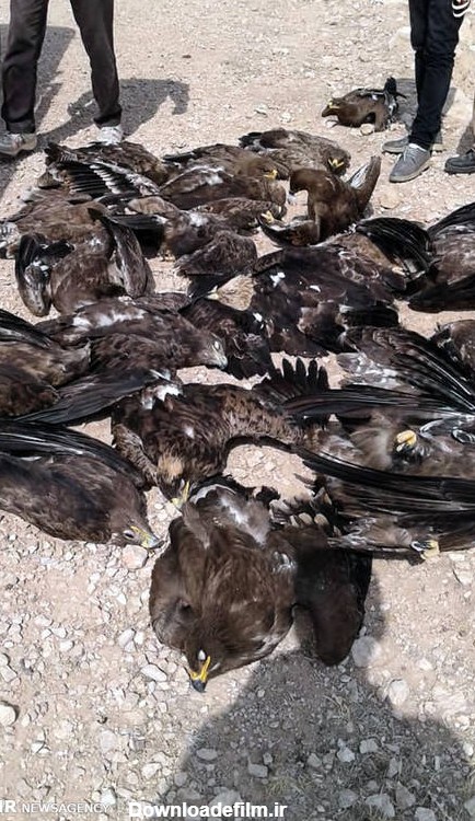 مشرق نیوز - عکس/ مرگ ۲۷ عقاب در سروستان
