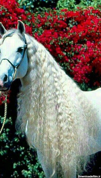 مجموعه عکس زیباترین اسب در جهان (جدید)