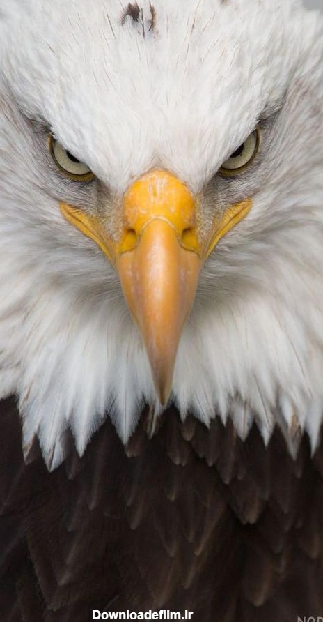 عکس عقاب زیبا برای تصویر زمینه - عکس نودی