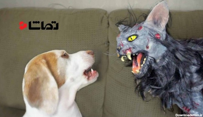 نبرد سگ بامزه با گربه زامبی - بامزه ترین ها - تماشا