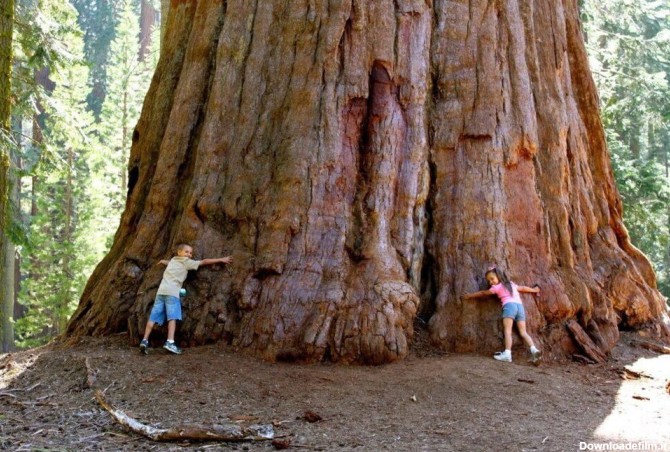 ببینید | عجیب ترین درختان دنیا در کالیفرنیا