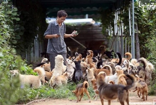مرد چینی ۷۰۰ سگ ولگرد را در ۸ سال نجات داد+تصاویر
