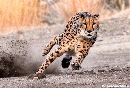 یوزپلنگ,سریعترین جانوران روی زمین, سریع‌ترین موجود زنده جهان