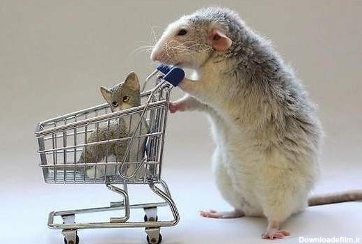 عکس های بامزه و دیدنی از موش ها