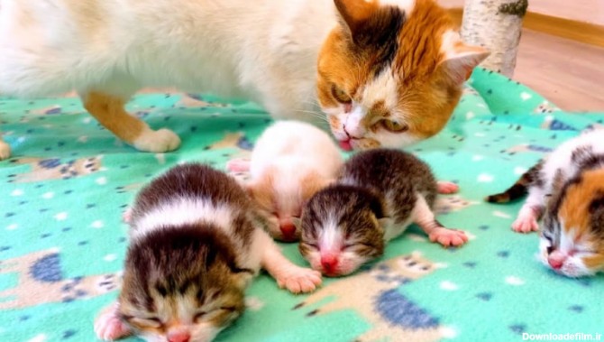 بچه گربه های تازه متولد شده