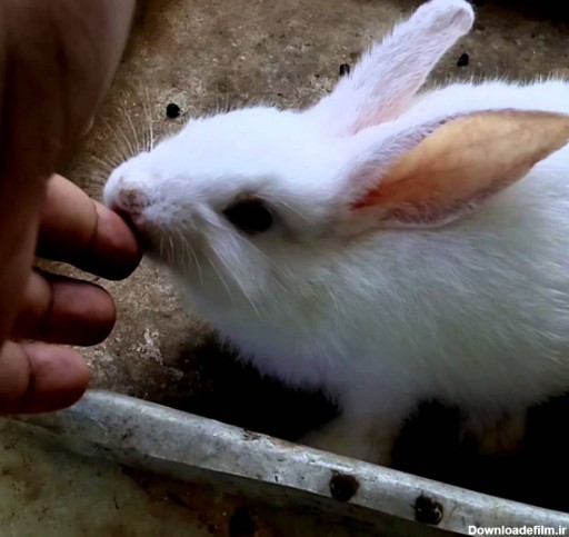 Photo of علت گاز گرفتن خرگوش – چرا خرگوش ها گاز می گیرند – گاز گرفتگی خرگوش