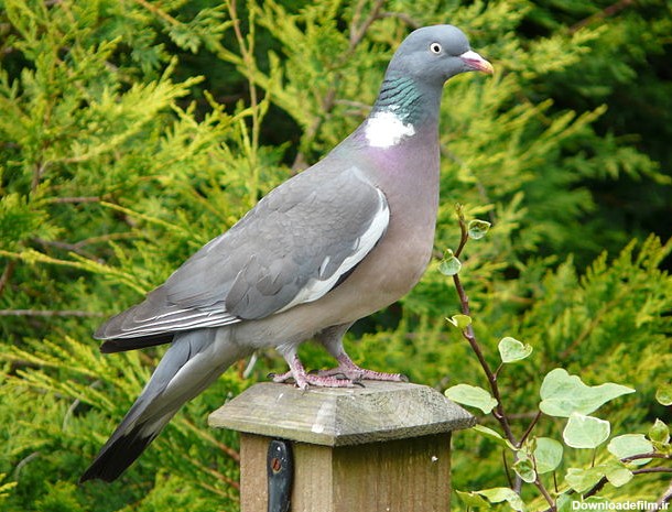 کبوتر جنگلی - ویکی‌پدیا، دانشنامهٔ آزاد