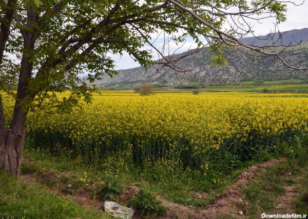 ایران زیباست؛ طبیعت بهاری خرم آباد (عکس)