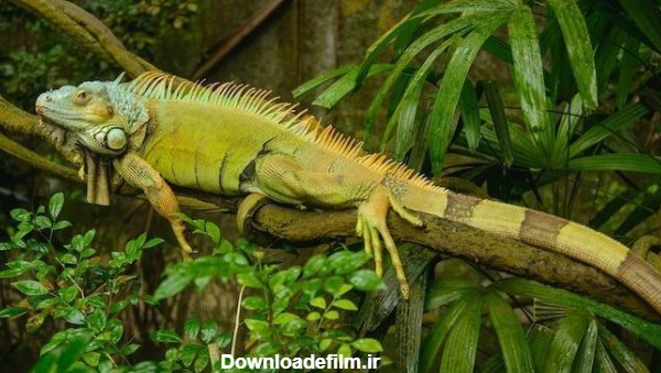 عجیب ترین حیوانات آمازون در جنگل و رودخانه آمازون