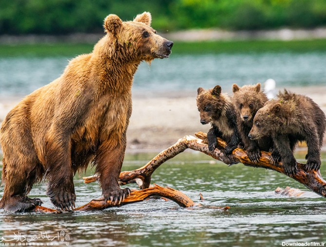 حمله خرس به انسان و راه های مقابله با آن