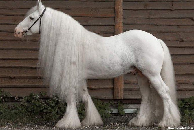 https://shp.aradbranding.com/خرید و قیمت اسب سفید یال بلند + فروش عمده