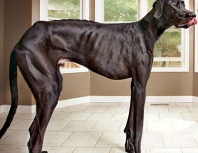 ثبت رکورد جدید بلندترین سگ جهان در کتاب گینس + تصویر | سایت انتخاب
