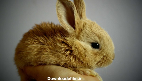 عکس خرگوش حنایی بامزه خوشگل cute rabbit image