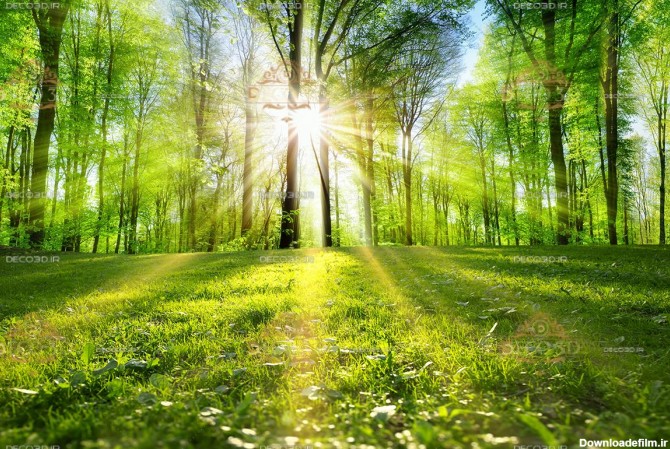 منظره زیبای جنگل سرسبز و نور خورشید