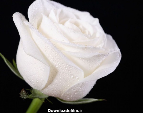عکس گل رز سفید / کیفیت عالی - مجله نورگرام