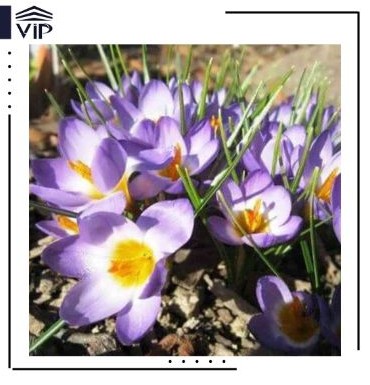 گل زعفران زینتی - گلفروشی آنلاین VIP Shop