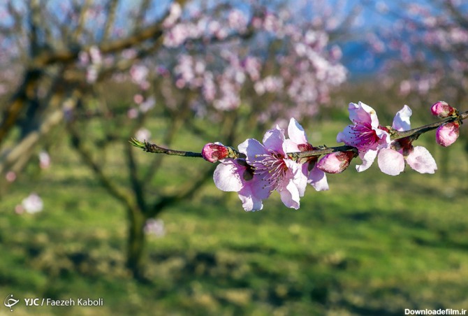 طبیعت زیبای بهاری در گلستان