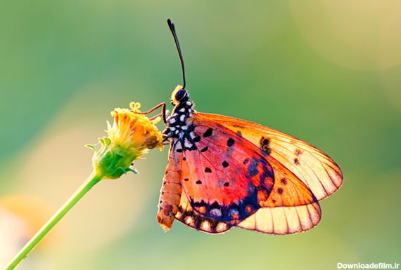 پروانه ها و نقش آن ها در طبیعت - پروانه های ایران