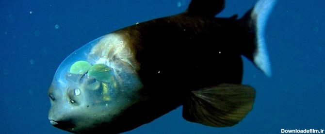 عجیب‌ترین حیوانات جهان/ ماهی شیشه‌سر