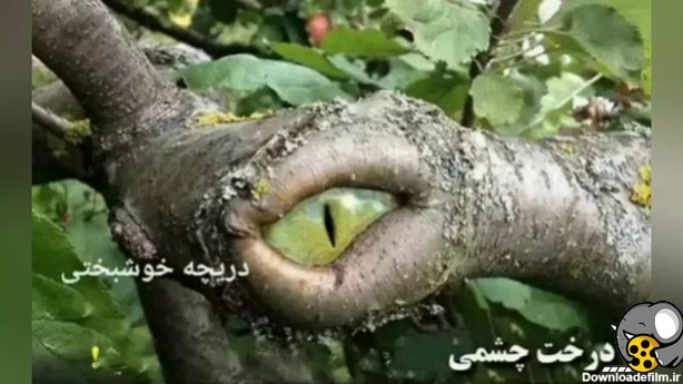 درخت چشمی عجیب ترین درخت جهان در جنگل آمازون - فیلو