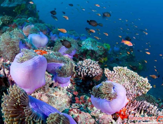 زیباترین صخره های مرجانی جهان + تصاویر | لست‌سکند