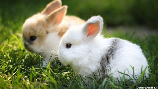 تصاویر خنده دار از خرگوش های کوچک (فیلم)