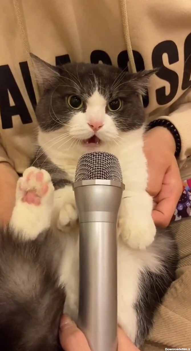 صدای ترسناک گربه در میکروفون (فیلم کوتاه)
