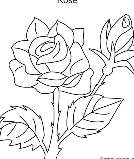 راهنمای انواع نقاشی گل رز برای کودکان
