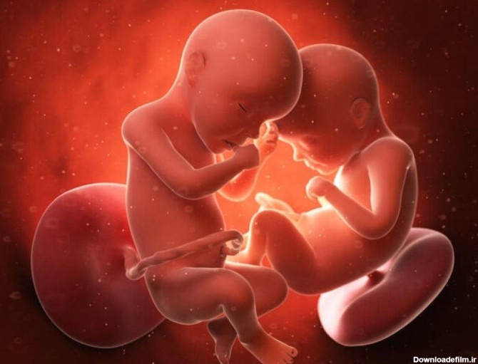 مراحل رشد جنین هفته به هفته با عکس در رحم مادر