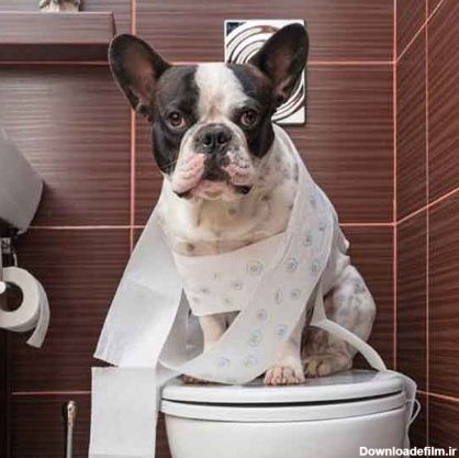 Photo of آموزش دستشویی کردن به سگ | آموزش ادرار به سگ