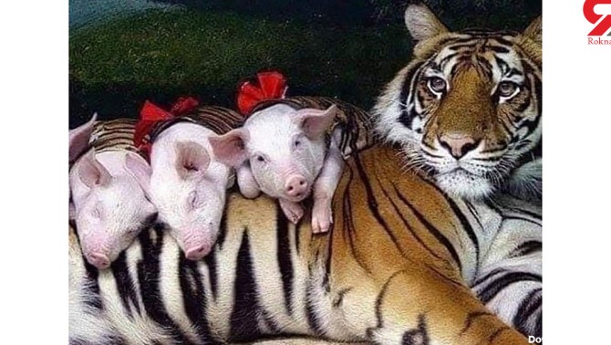 مادری کردن یک ببر از 4 بچه خوک + تصاویر