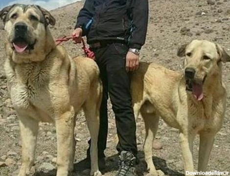 فروش توله سگ پژدر اصیل ، پشدر - 2