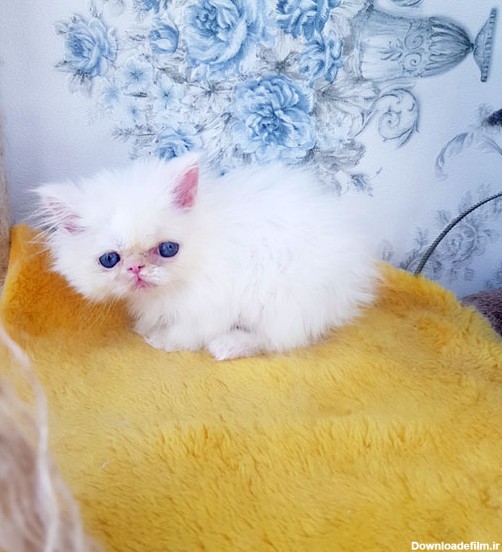 بچه گربه سفید چشم آبی اقیانوسی |سوپر فلت اصیل | بچه گربه ماده ...