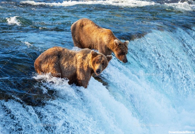 تصویر با کیفیت آبشار و خرس های قهوه ای
