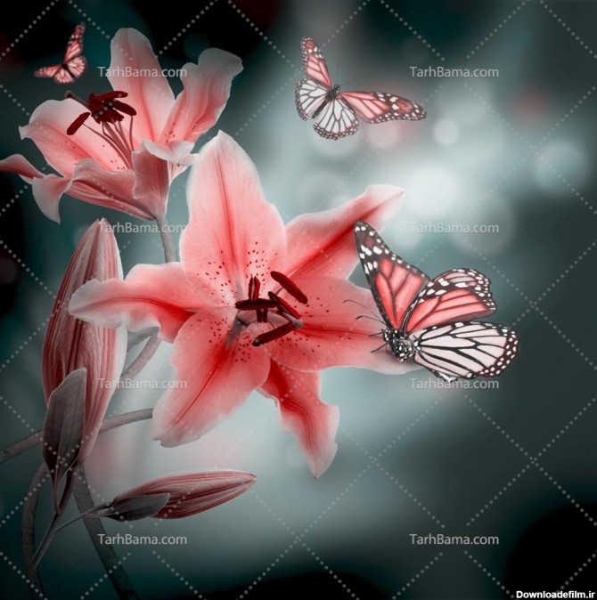 تصویر با کیفیت گل صورتی و پروانه صورتی