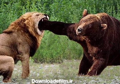 ببینید |‌ تصاویر تکان‌دهنده از وضعیت اسفبار یک خرس و شیر در باغ وحش  مازندران!